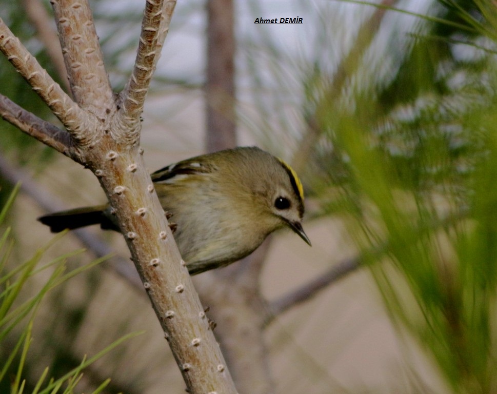 Goldcrest